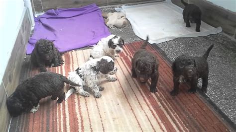 Good dog thoroughly vets every breeder to ensure they use responsible breeding practices for lagotto romagnolos. Lagotto romagnolo puppies 26 day old - YouTube