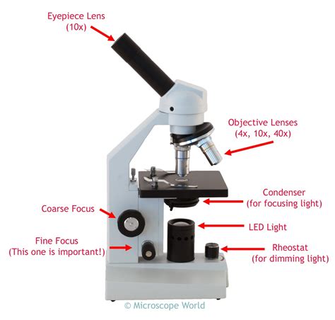 The Compound Microscope Worksheet