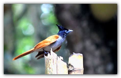 asian paradise flycatcher birdforum