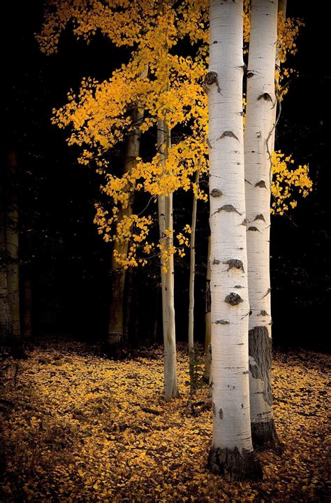 Golden Aspen Trees Fall Tree Decor Colorado Art Aspens Fall Aspen