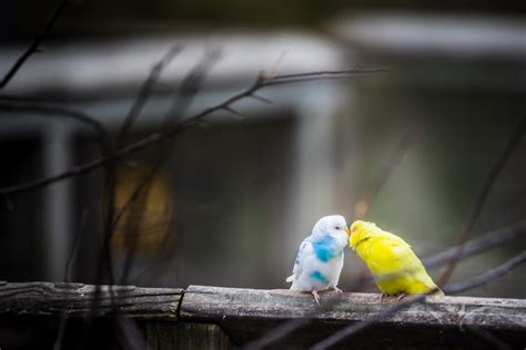 750 Love Birds Pictures Download Free Images On Unsplash