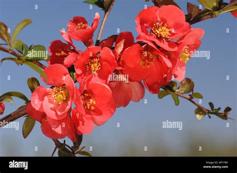 Flowering Quince Japanese Quince Japonica Chaenomeles X Superba