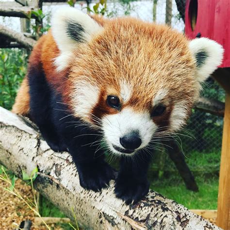 Fun Facts About Red Pandas Red Panda Facts And Info For Kids