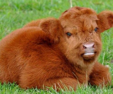 Pretty Cow 😊 Baby Cows Fluffy Cows Calves