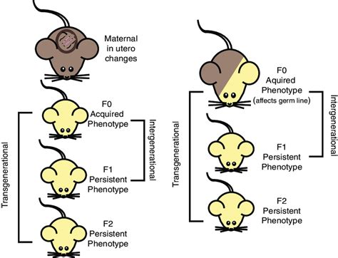 Intergenerational Versus Transgenerational Inheritance Epigenetic