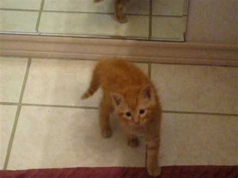 See more ideas about kittens, orange kittens, cute animals. free orange tabby kitten - YouTube