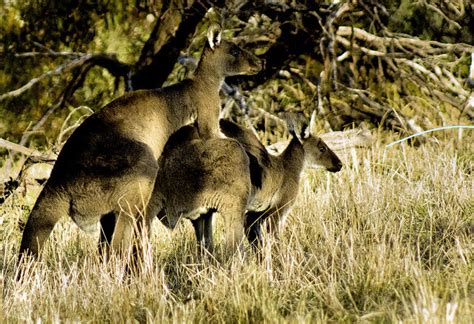Kangaroos Mating Flickr Photo Sharing