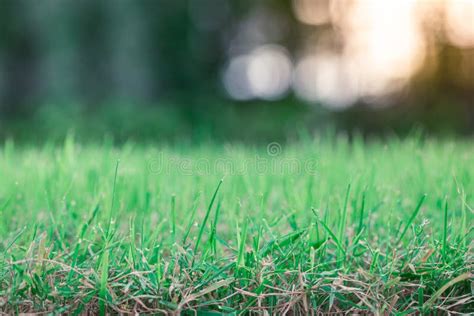 Green Grass S Blurred Background Bokeh Stock Photo Image Of Natural