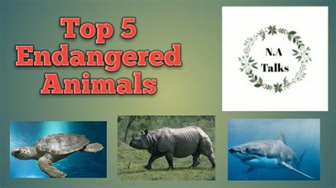 Top 5 Endangered Animals Youtube