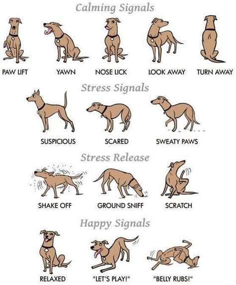 Pin By Johanna Ross On Pets Dog Body Language Dog Care Dog Training