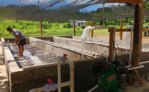 The Giant Clam Farming Project Civa Fiji Pearls Boutique