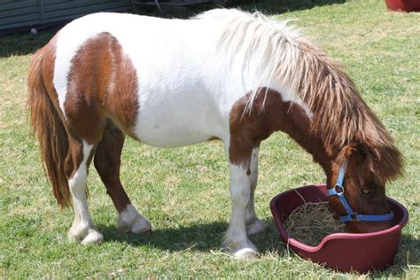 Harry Male Shetland Pony Mix Horse In Nsw Petrescue