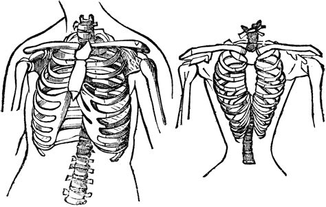 Natural And Contracted Chest Clipart Etc