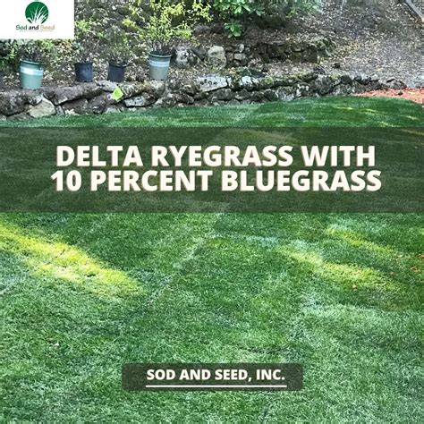 Delta Bluegrass Company Sod Products Landscape Architect 40 Off