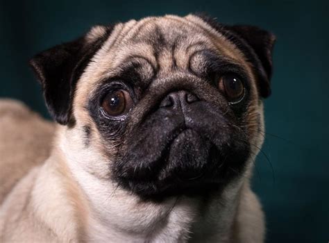 Popularity Of Pugs And Bulldogs In Advertising Causing Animal Welfare