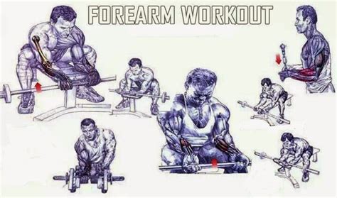 3 Key Forearm Muscle Building Exercises All