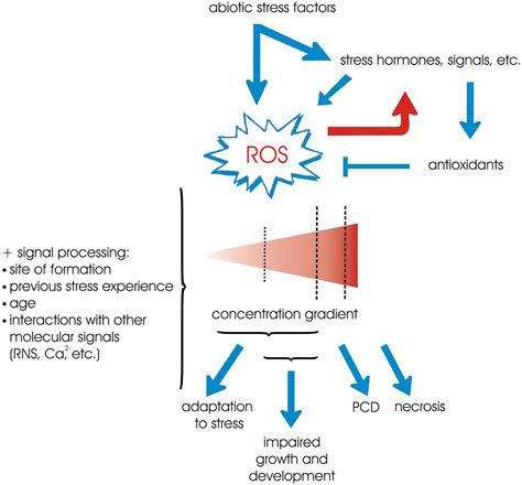 Frontiers Ros Mediated Abiotic Stress Induced Programmed Cell Death