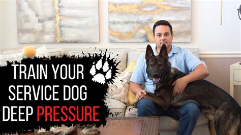 Some causes of seizures in dogs are preventable, but others are genetic or related to illness. How to train your service dog deep pressure | Service dog ...