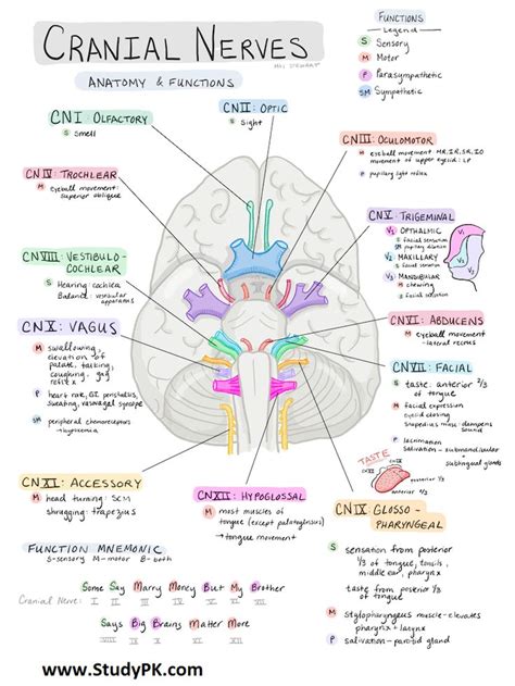 Nursing School Notes Cranial Nerves And Their General Functions