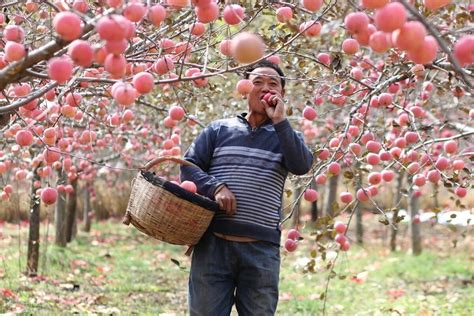 全球至少有 个苹果品种都是如何选育的方法五花八门 育种