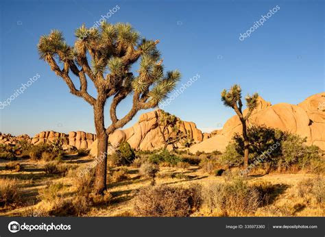 Joshua Tree National Park Mojave Desert California Stock Photo By