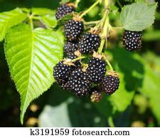 Why blackberry stock plunged today. Blackberry Stock Photos and Images. 56,678 blackberry pictures and royalty free photography ...