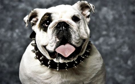 Bulldogs Hd Wallpapers Wallpaper Cave