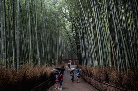The Bamboo Forest Of Sagano Has Beautiful Sounds That Must Be Preserved
