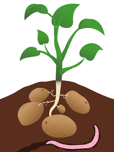 Potato Tree Clipart Clipground