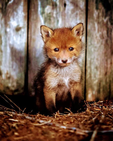 Tilki Animals Carros Forest Forester Fox Foxes Fur Nature Sad