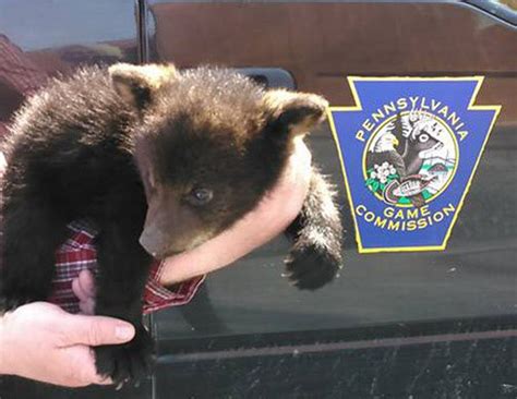 What Will Happen To Adorable Orphaned Bear Cub Found Wandering In Home Depot Parking Lot