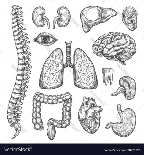 Human Organs Sketch Body Anatomy Icons Royalty Free Vector