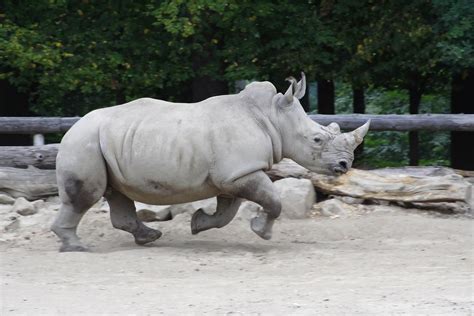 How Fast Does A Rhino Run Sciencing
