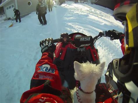 Westie Dog Rides A Snowmobile Youtube