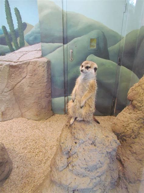 Small Animal Kingdom Indoor Meerkat Exhibit Zoochat