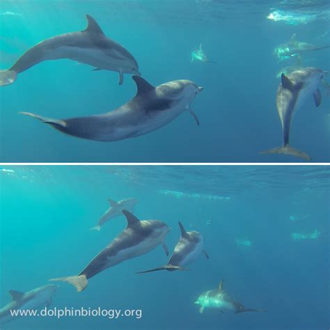 Dolphin Biology And Conservation More Striped Dolphins Underwater