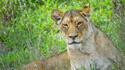 Lion Kruger National Park South Africa Stock Photo Image Of