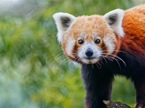 Surveillance Tracing Red Pandas In Himalayan Nepal Panda Puppy