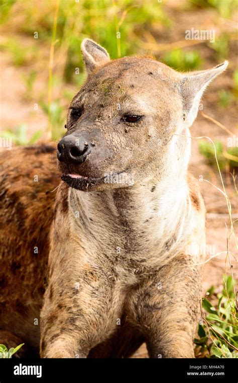 Close View Of A Hyena In The Grass In The Moremi Game Reserve Okavango River Delta National
