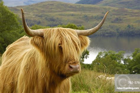 Highland Cattle Above Loch Katrine Stock Photo