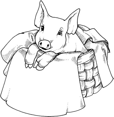 Pypus is now on the social networks, follow him and get latest free coloring pages and much more. Pig Coloring Pages - Coloringpages1001.com