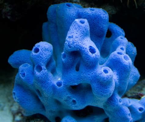 Blue Sponge Under The Ocean Sea And Ocean Colorful Fish Tropical