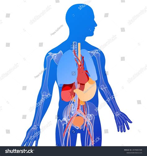 Anatomical 3d Illustration Internal Organs On Stock Illustration
