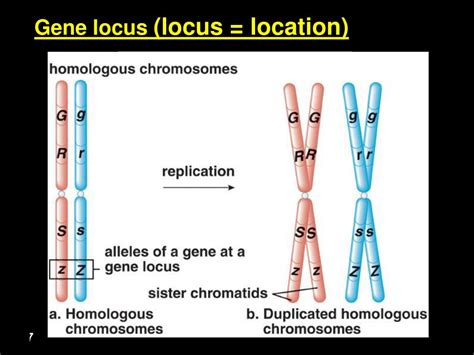 Ppt Classical Genetics — Lecture I Powerpoint Presentation Free