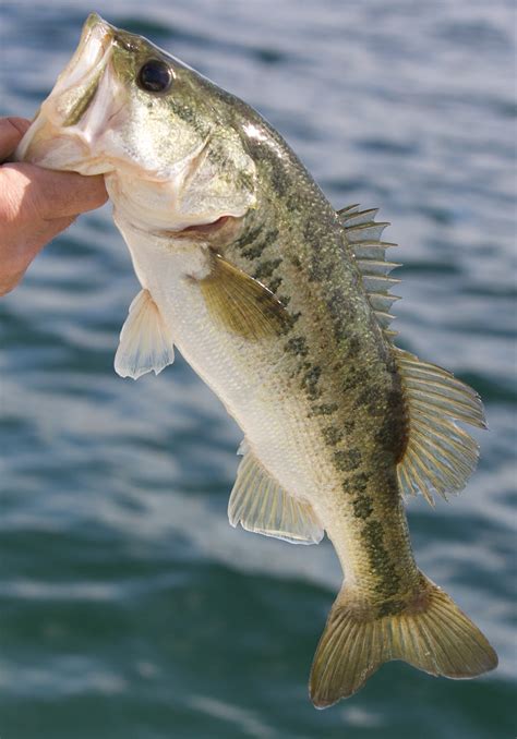 Largemouth Bass Wallpapers 52 Images