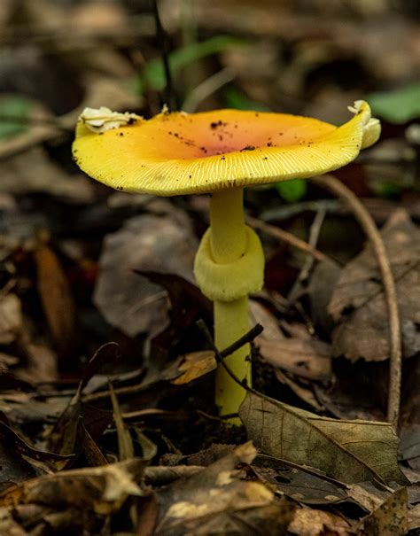 Yellow Skinny Mushrooms