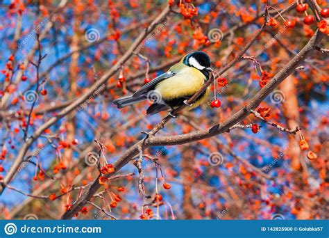 Bird Tit Sitting On A Branch Of Red Berries On A