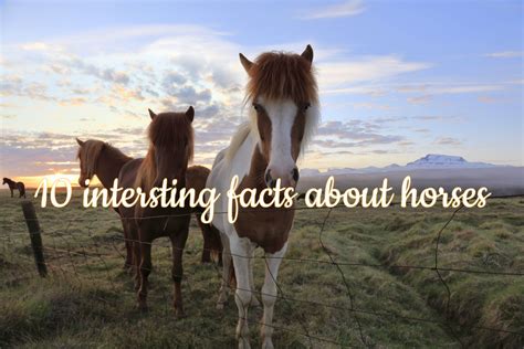10 Intersting Facts About Horses Viajar A Caballo