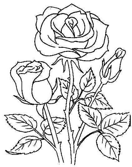 Imágenes De Rosas Para Dibujar Páginas Para Colorear De Flores