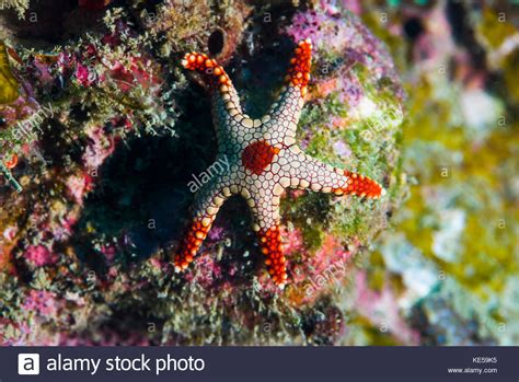 Peppermint Sea Star Tioman Island Malaysia Stock Photo Alamy